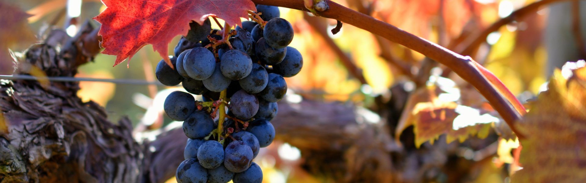 Grapes on a vine