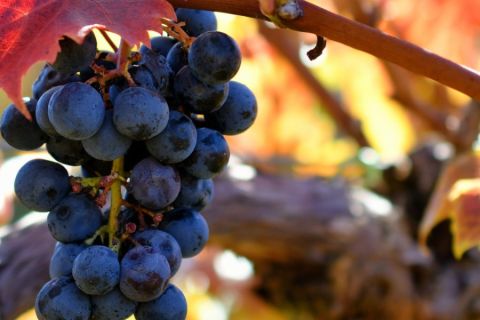 Grapes on a vine